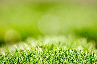 close up photo of green grass