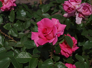 closeup photo of pink rose