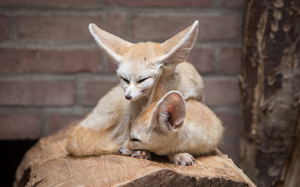 two orange fox, animals, fennec, fox HD wallpaper