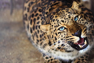 shallow focus photography of cheetah