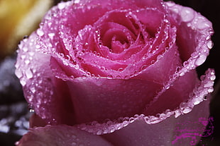 photo of pink Rose flower with morning dew