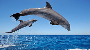 two gray dolphins, dolphin, sea
