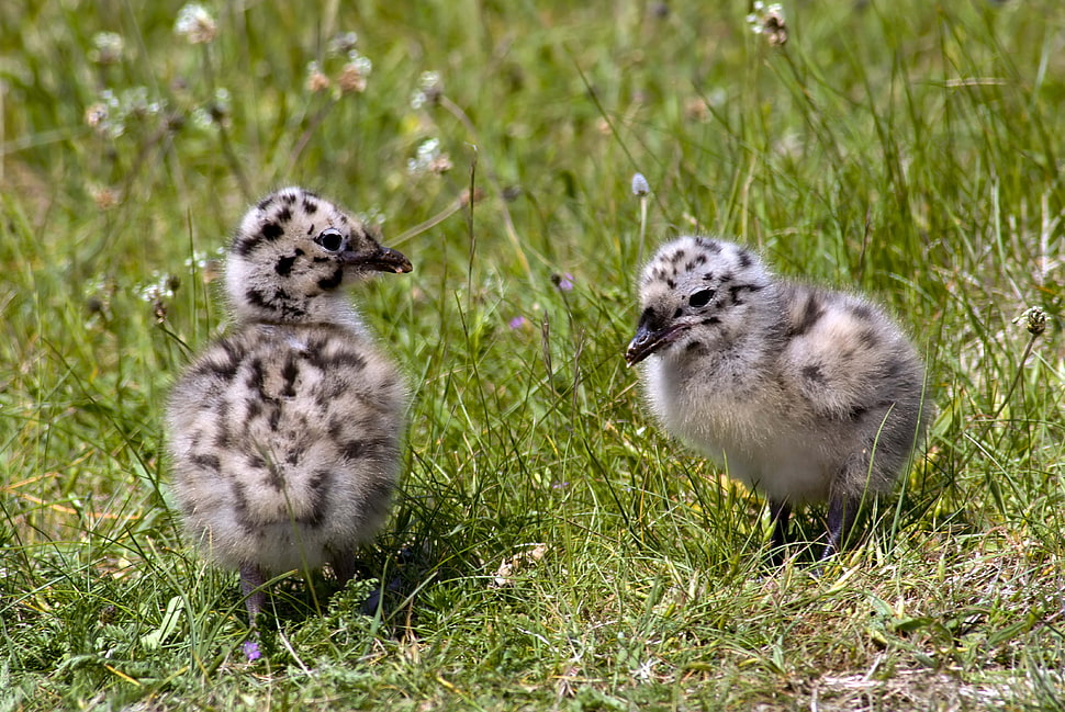 macro shot of two gray ducklings HD wallpaper