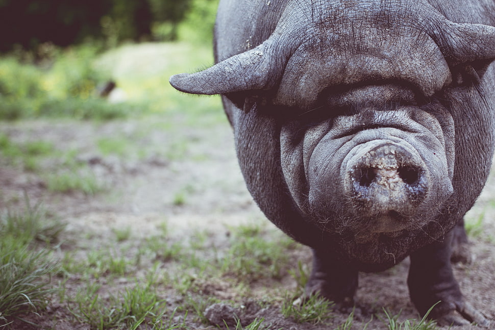 black pig HD wallpaper