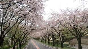 photo of road in the middle of sakura trees