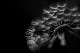 photo of dandelion