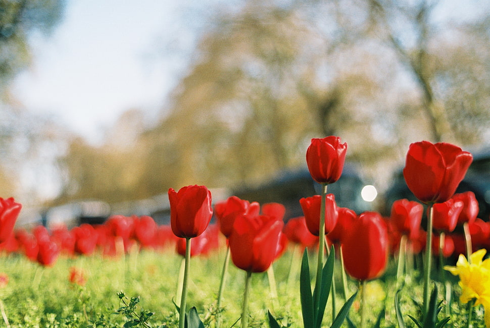 red Tulips eye-level selective focus photography at daytime HD wallpaper