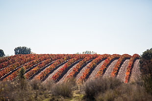 vineyard during daytime HD wallpaper