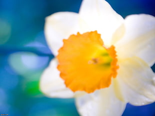 tilt shift lens photography of white and orange daffodil flower