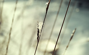 shallow focus photography of black plants