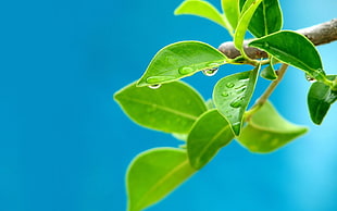 green leafed plant, leaves, water drops, plants, blue background