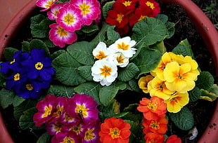 multicolored flower lot