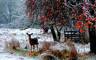 deer standing near trees HD wallpaper