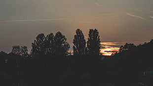 silhouette photo of trees