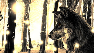 grey wolf digital wallpaper, wolf