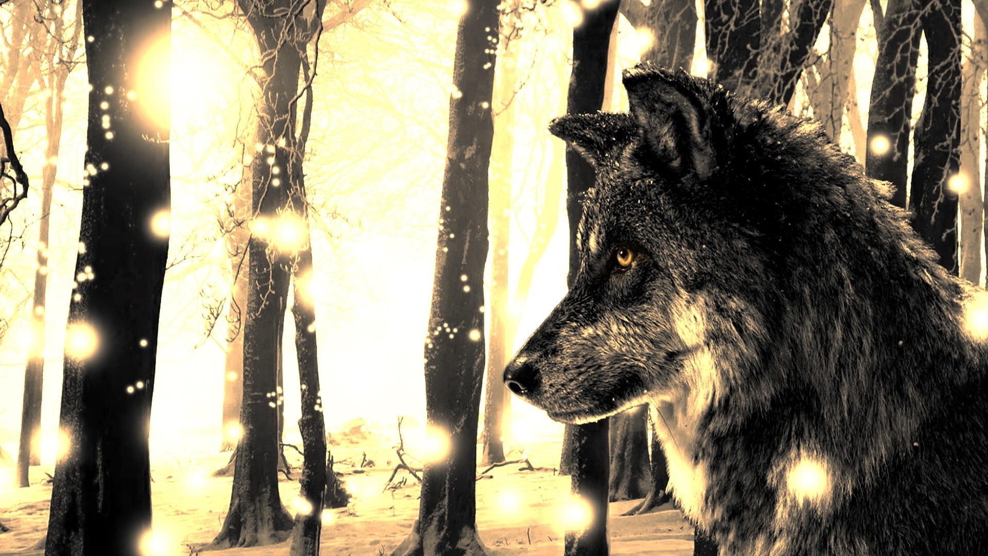 grey wolf digital wallpaper, wolf