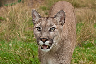 wildlife photography of Cougar HD wallpaper