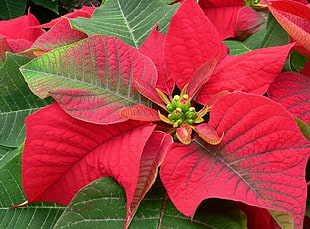 close up photo of red Poinsettia HD wallpaper
