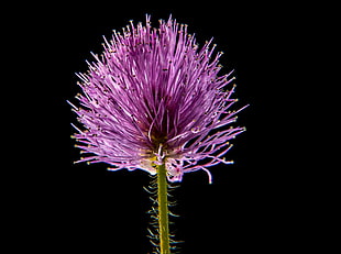 selected focus photo of purple flower