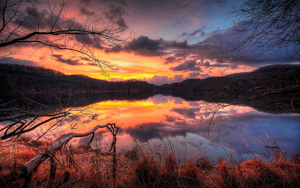 calm water near plants during sunset HD wallpaper