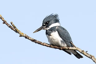 gray and white bird during daytime, belted kingfisher