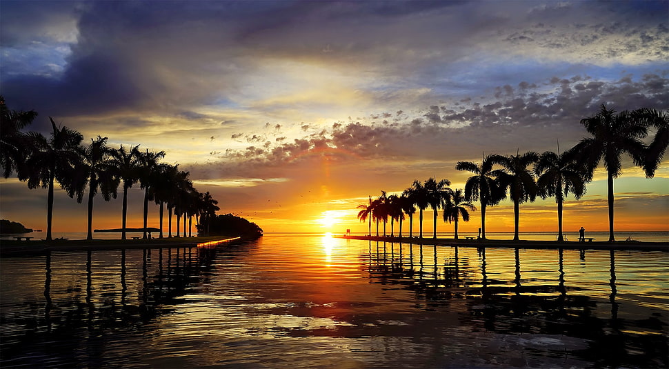sunset, beach, sky, sunlight, palm trees HD wallpaper