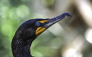 black bird in focus shot photography, double-crested cormorant HD wallpaper