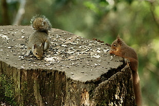 two brown squirrels on chopped tree, dodd