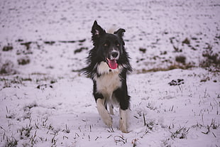 adult black and white border collie