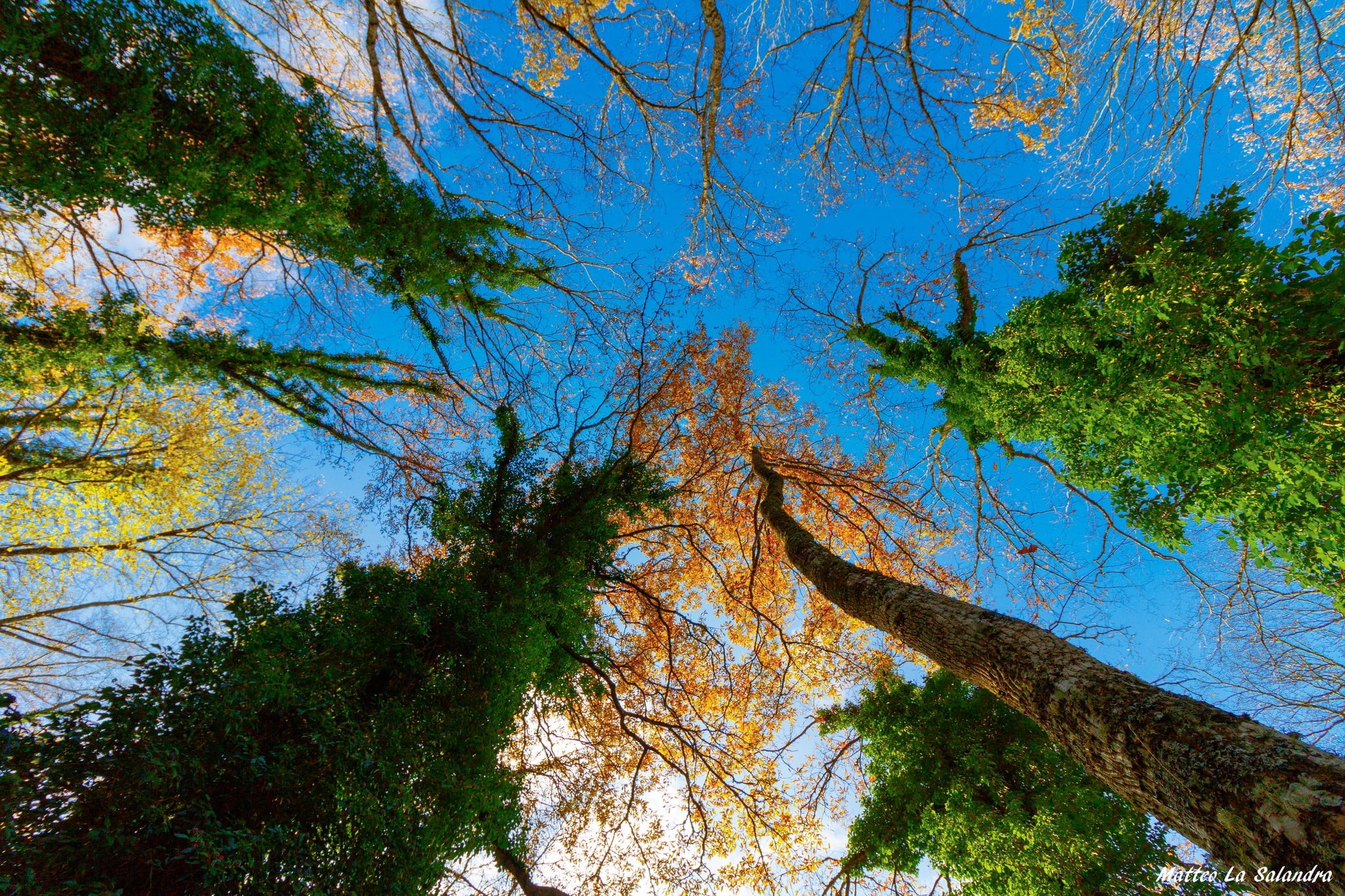 green leafed tree, sky, nature, trees, worm's eye view