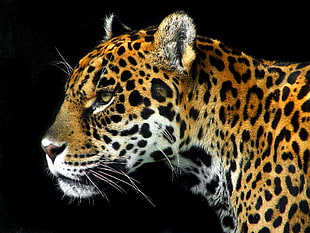 photo of cheetah, panthera onca