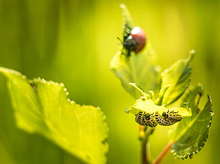 ladybug and ladybug nymph on green leaf