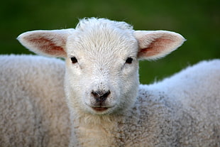 animal photography of white lamb