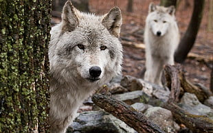 two white-and-gray wolves on forest HD wallpaper