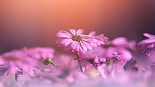 pink Gerbera flowers, nature, flowers