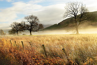 photography brown field and three leafless trees, lakeland HD wallpaper