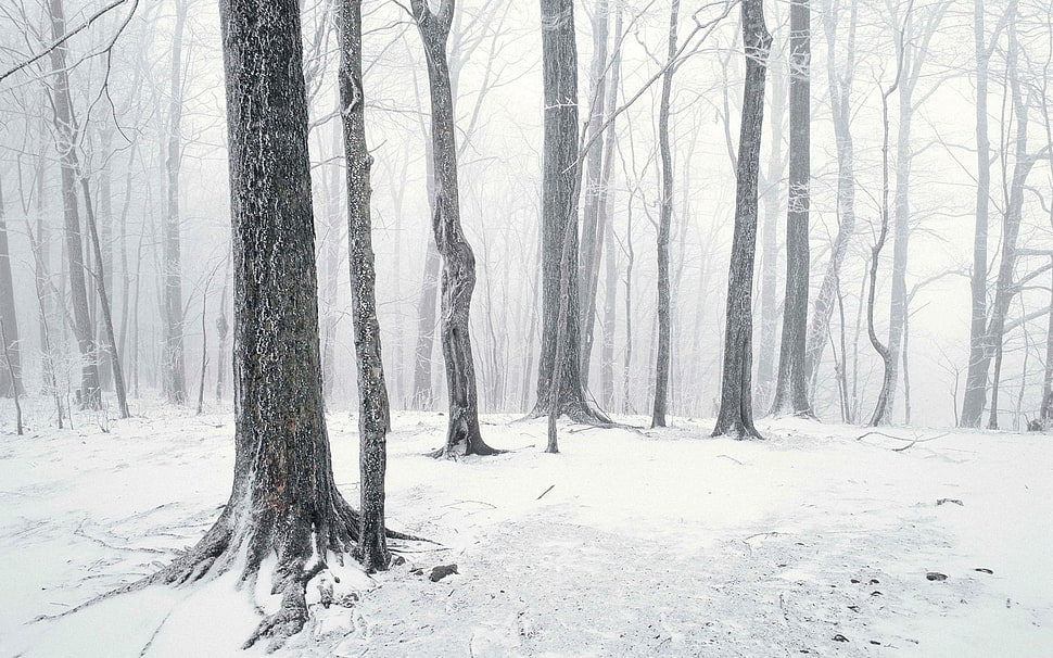 snow field with bareless tree forest HD wallpaper