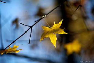 maple leaf, leaves, fall
