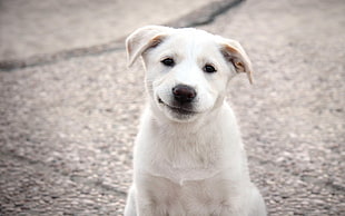 short-coated white puppy