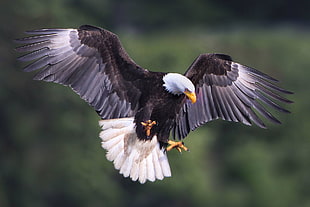 shallow focus photography of Bald Eagle HD wallpaper
