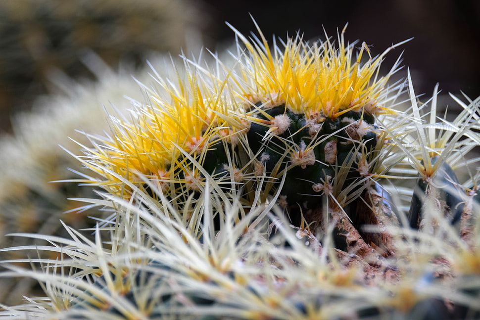 macro photo of yellow and green cactus HD wallpaper