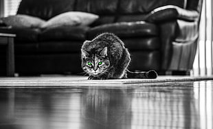 tabby cat, Cat, Green-eyed, Bw HD wallpaper