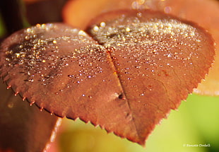 sand on brown leaf closeup photography