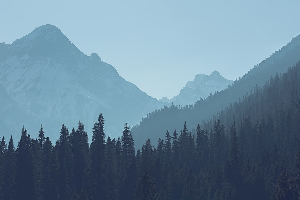 green leafed trees, forest, mountains, landscape, trees HD wallpaper