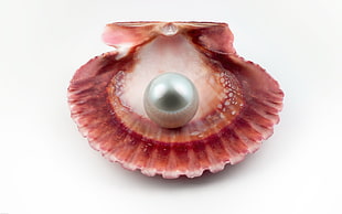 close up photo of clamp shell with pearl