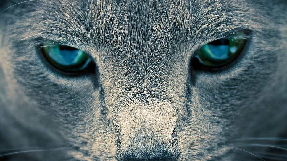 closeup photography of cat, cat, eyes, animals HD wallpaper