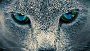 closeup photography of cat, cat, eyes, animals