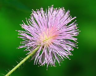soft focus photography of pink flower