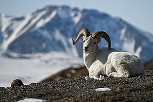 white ram on ground sitting, dall sheep