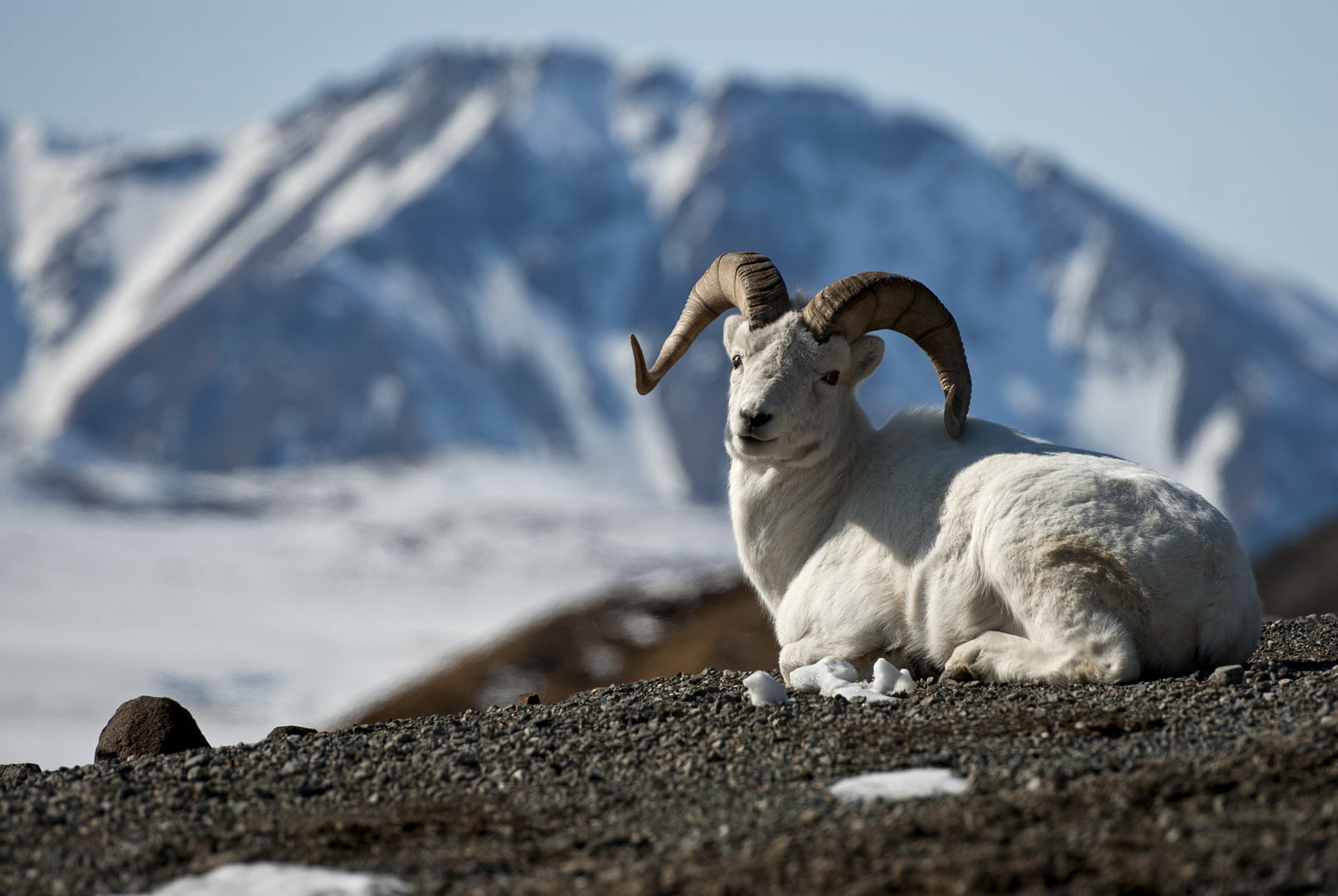 white ram on ground sitting, dall sheep